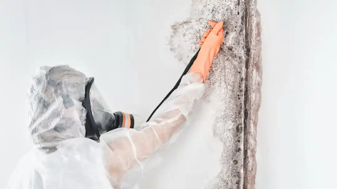 MSD Contractors - Mold Prevention & Remediation